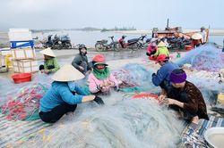 Được mùa cá cháo, ngư dân Hà Tĩnh thu tiền triệu mỗi chuyến ra khơi