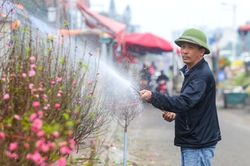 Thị trường 29/12: Phát hiện 80kg tôm tươi bơm hóa chất, tìm hướng bán đào Nhật Tân nở sớm