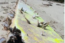 Bất ngờ manh mối mới phá vỡ bí ẩn sự mất tích của MH370 nhiều năm?