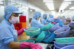 Giá tôm nguyên liệu sẽ tiếp tục tăng trong năm 2021