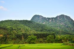 Những cánh rừng FSC