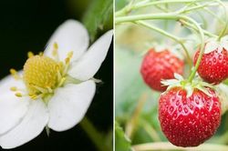 Những loại trái cây trông thế nào trước khi chúng chín?