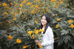 Đồi hoa xuân ở Nghệ An hút du khách dịp cuối năm