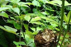 Giống cây toàn thân là mỏ vàng