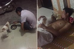 Mang chú chó bị bỏ rơi về nuôi, cô vợ bất ngờ bị anh chồng cho ra rìa: Liệu có nên 'đánh ghen' hay không?