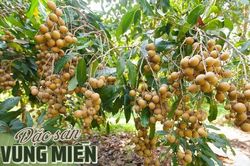 Bạc Liêu có tới 7 đặc sản bình dân chỉ từ 15.000 đồng/kg