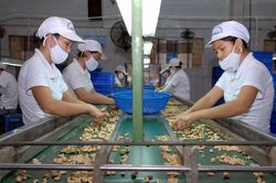 Thực hiện nghiêm hơn quy định vệ sinh an toàn thực phẩm khi xuất khẩu thực phẩm chế biến sang Hàn Quốc