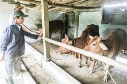 Triệu Phong chủ động bảo vệ đàn gia súc