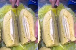 Cây mít không hạt 10 năm mới ra quả, vừa bổ ra bố ra lệnh chặt gấp