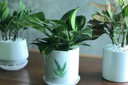 Phong thủy văn phòng: Những loại cây cảnh giúp đem lại tài lộc, công việc hanh thông