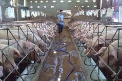 Giá lợn hơi hôm nay 1/1: Cả 3 miền tiếp tục tăng 1.000 - 3.000 đồng/kg