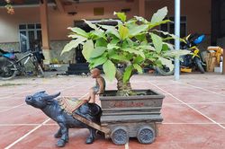 Trâu kéo lộc vừng để bàn tiền triệu hút khách Tết Tân sửu