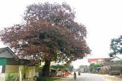 Vẻ đẹp nao lòng mùa lá đỏ của cây bàng cổ gần 250 tuổi