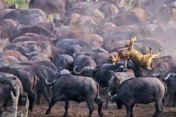Lạc giữa đàn trâu rừng, sư tử cái chết thê thảm