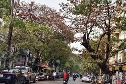 Cây bàng đỏ lá sưởi ấm mùa đông Hà Nội