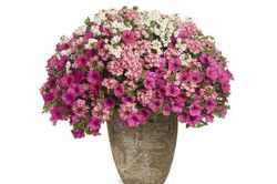 Tử vi hôm nay 2/1 của 12 cung hoàng đạo: Song Tử có xu hướng muốn buông xuôi mọi việc