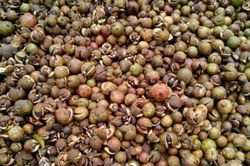 Quả đổ đống không ai trộm, ép dầu đem bán được hơn nửa triệu/kg