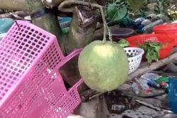 Quả bưởi mọc bất chấp khiến nhiều người 'sửng sốt'