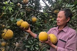 Bưởi Diễn vàng ươm đón Tết