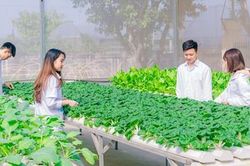 Nông nghiệp ứng dụng công nghệ cao: Đòn bẩy phát triển nông nghiệp số, nông nghiệp sạch