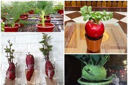 Củ cải đỏ, su hào, cà rốt lên đời thành bonsai chơi Tết