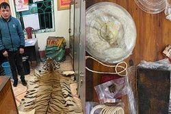 Vận chuyển trái phép sản phẩm nghi da hổ và ngà voi