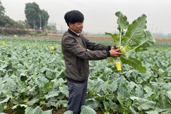 Hà Nội: Su hào, cải thảo đạt chất lượng vượt trội nhờ bón phân sinh học