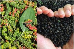 Giá hồ tiêu hôm nay 5/1: Tăng, giảm trái chiều