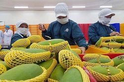 Xuất khẩu rau quả sang Thái Lan tăng hơn 140%
