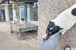 Về thăm nhà, nữ sinh rơm rớm nước mắt trước hành động bất ngờ của chú cún cưng