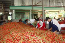 Giá ớt sẽ neo ở mức cao đến hết tháng 1/2021