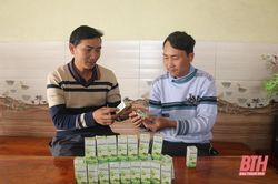 Hiệu quả mô hình sản xuất tinh dầu bạch đàn