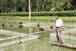 Ứng dụng công nghệ vi sinh trong sản xuất giống cá chạch lấu