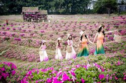 Ngắm cánh đồng hoa Dạ yến thảo đẹp như cổ tích ở Hà Nội