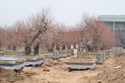 Mới chớm ra nụ, đào Nhật Tân 'khủng' lên chậu hét giá 40 triệu đồng/cây