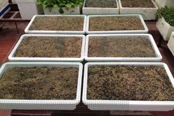 Chi 6 triệu đồng, gia đình Hà Nội có vườn rau xanh mướt