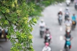 Từ hoa sữa nghĩ về cây xanh đô thị