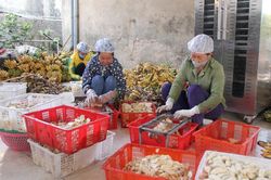 Thơm ngon chuối sấy An Quang