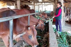 Phụ nữ Chiêm Hóa góp viên gạch hồng, phát triển kinh tế