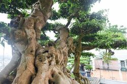 Chiêm ngưỡng cây sanh cổ trăm tuổi phong hóa cùng thời gian
