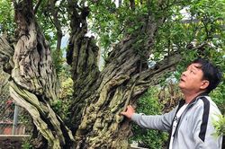 Cây thạch lựu 'hoàng đế' lớn nhất thế giới, trả giá nào chủ nhân cũng chưa bán