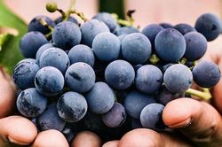 Mua nho, đừng dại chọn 3 quả này, người bán không bao giờ ăn