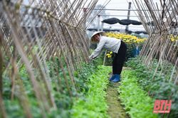 Nông dân Thanh Hóa chủ động phòng, chống rét cho cây trồng