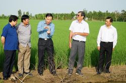Kiểm tra sản xuất lúa vụ đông xuân 2020 - 2021 tại tỉnh Sóc Trăng