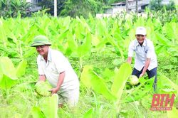 Hiệu quả xen canh cây trồng