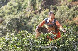 Xây dựng Tà Xùa trở thành trung tâm du lịch của huyện Bắc Yên