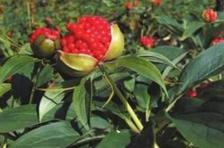 Trồng hoa nhìn như quả lựu, nông dân đút túi hàng triệu/kg