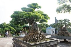 Choáng váng dàn sanh cổ 'báu vật' trăm tuổi của vị đại gia tỉnh lẻ