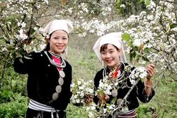 Hồng Thái mùa hoa lê