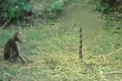 Bị khỉ 'trêu ngươi', hổ mang chúa phùng mang chống trả